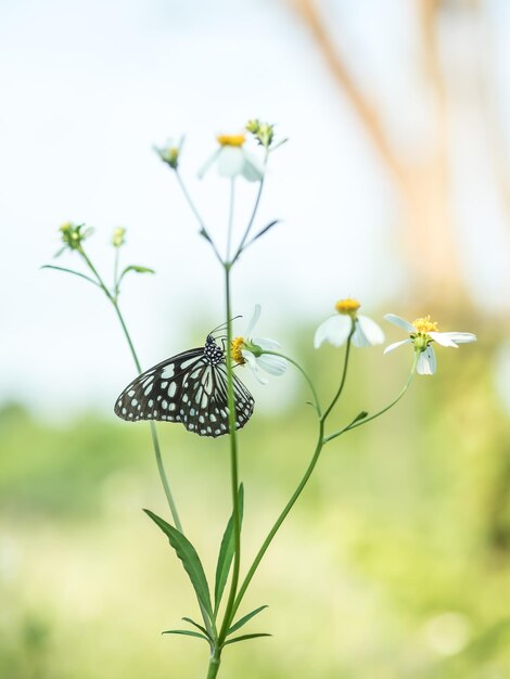 Close-up of butterfly pollinating on flower