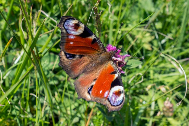 Photo close-up of butterfly pollinating on flower