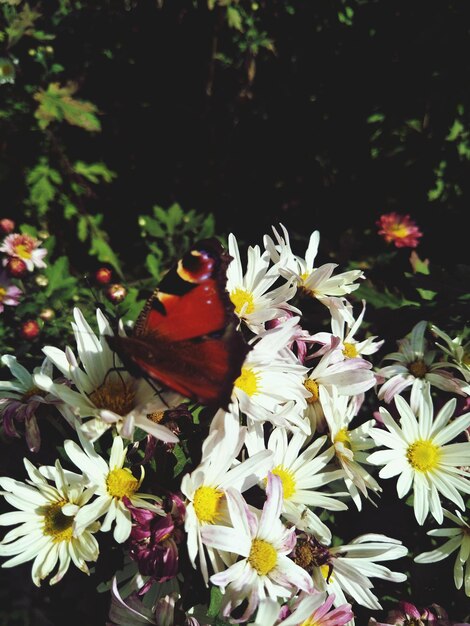 Close-up of butterfly pollinating on flower