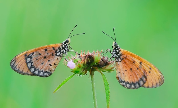 Close-up of butterfly pollinating on flower