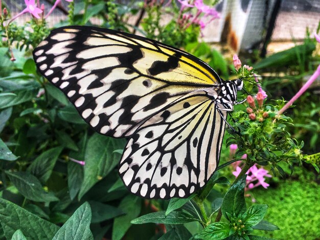 Close-up of butterfly pollinating on flower