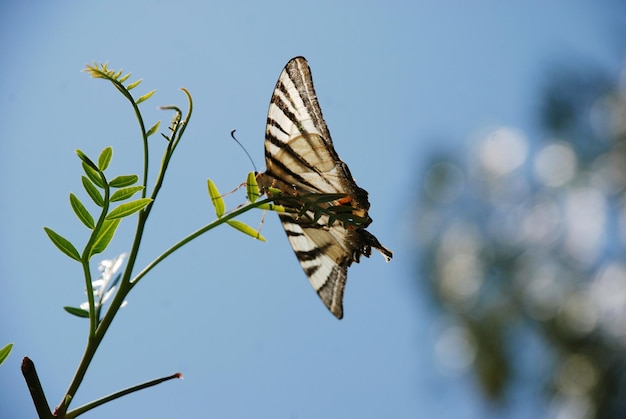 Photo close-up of butterfly pollinating flower