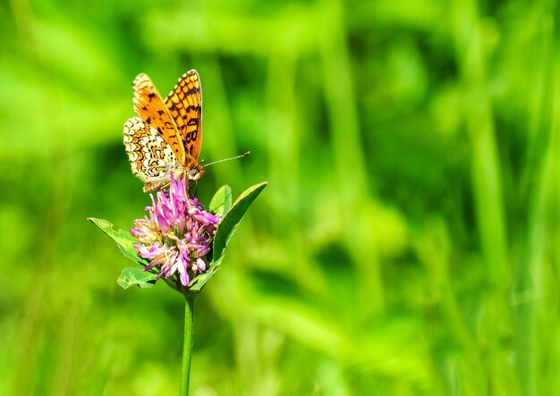 Foto prossimo piano di una farfalla che impollina un fiore