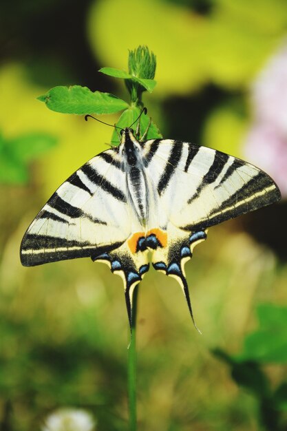 Foto prossimo piano di una farfalla che impollina un fiore