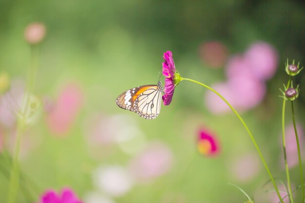 Close-up of butterfly pollinating on flower