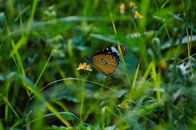 Photo close-up of butterfly pollinating flower