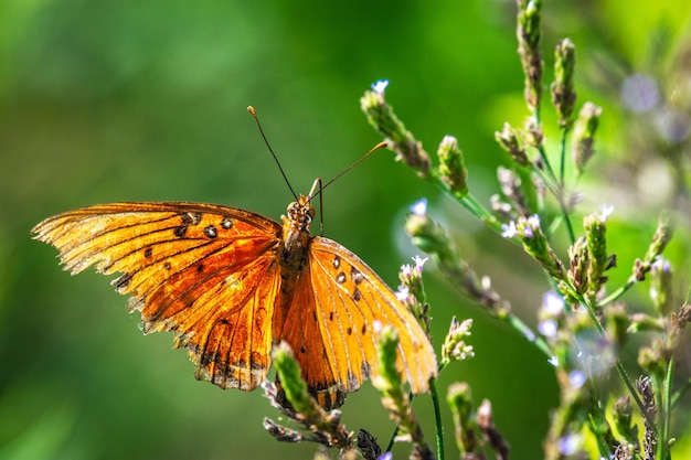 Close-up of butterfly pollinating on flower