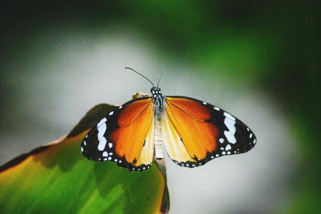 Close-up of butterfly pollinating flower