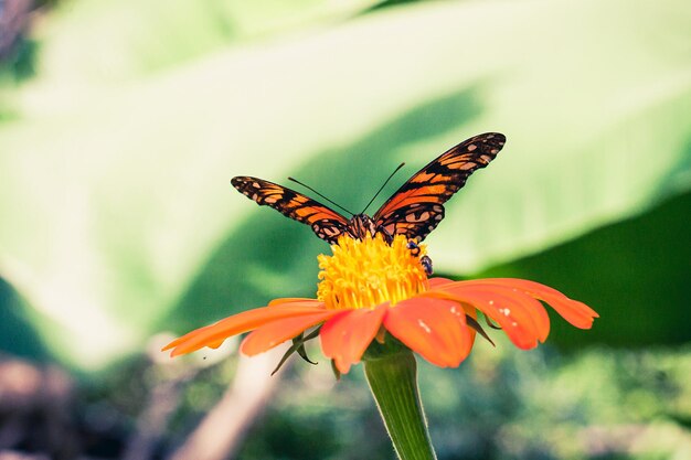 Photo close-up of butterfly pollinating on flower