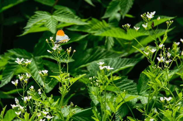 Foto prossimo piano di una farfalla che impollina un fiore