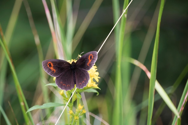 Close-up of butterfly pollinating on flower