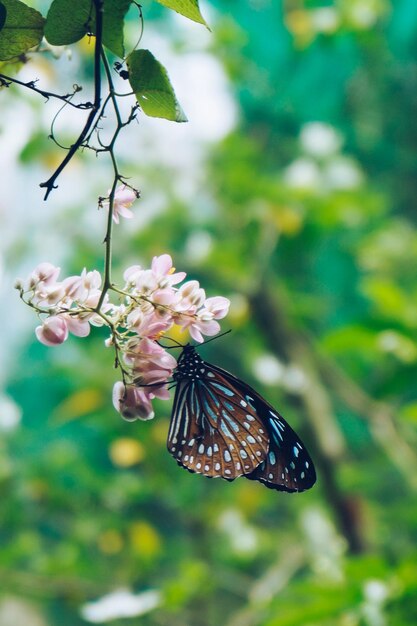 Close-up of butterfly pollinating on flower