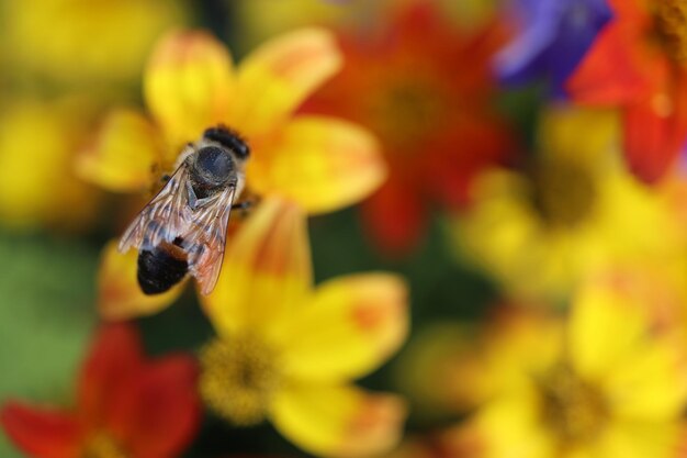 Photo close-up of butterfly pollinating on flower