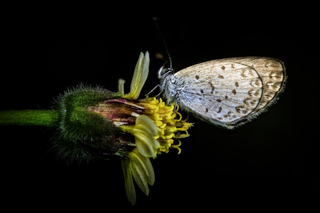 Foto prossimo piano di un fiore impollinato da una farfalla