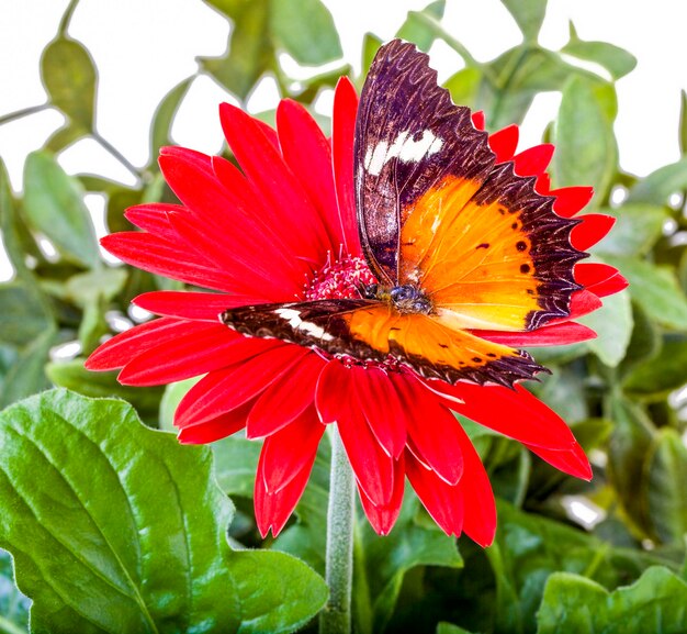 Foto prossimo piano di una farfalla che impollina un fiore