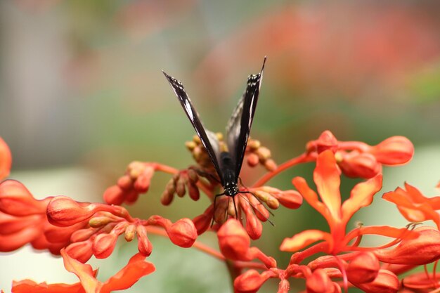Photo close-up of butterfly pollinating on flower