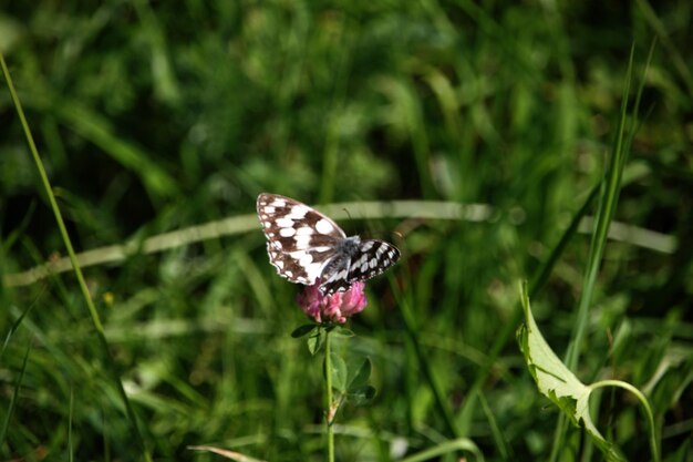 Close-up of butterfly pollinating on flower