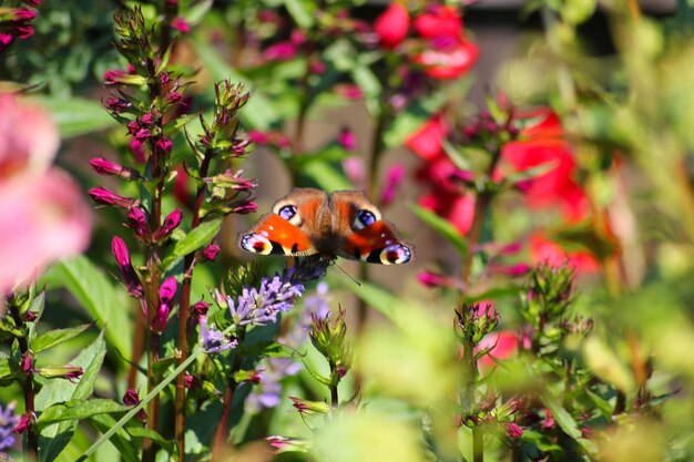 Close-up of butterfly pollinating on flower