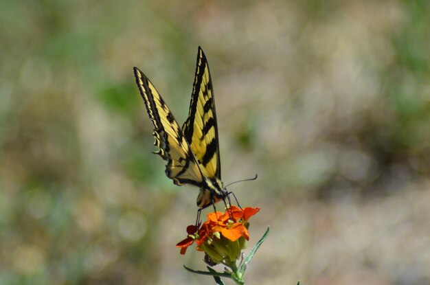 Photo close-up of butterfly pollinating flower