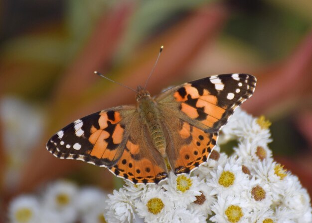 Close-up of butterfly pollinating on flower