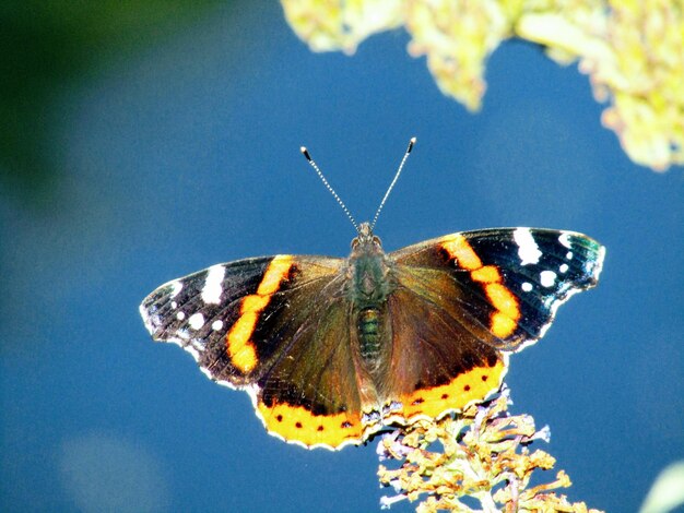 Foto prossimo piano di una farfalla che impollina un fiore