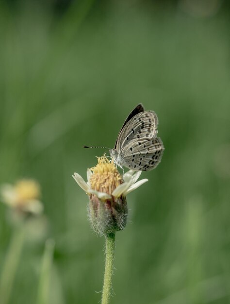 Close-up of butterfly pollinating on flower