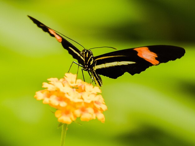 Close-up of butterfly pollinating on flower