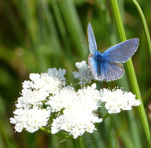 Close-up of butterfly pollinating on flower