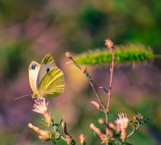 Photo close-up of butterfly pollinating on flower