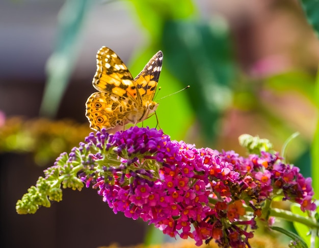 Close-up of butterfly pollinating on flower