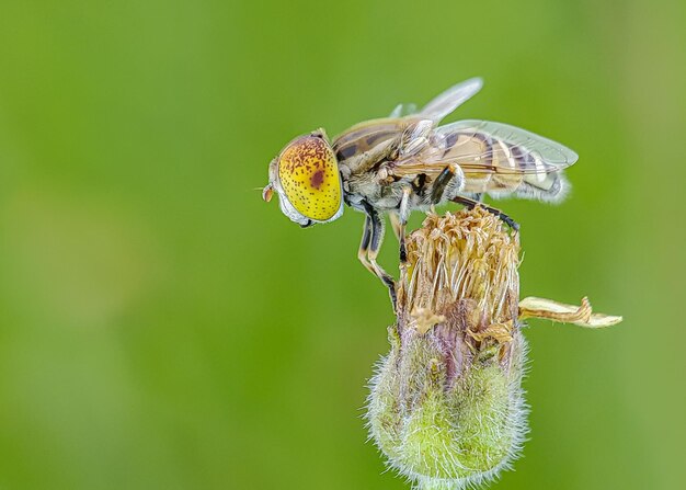 Close-up of butterfly pollinating on flower