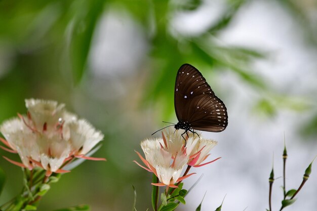 Close-up of butterfly pollinating on flower