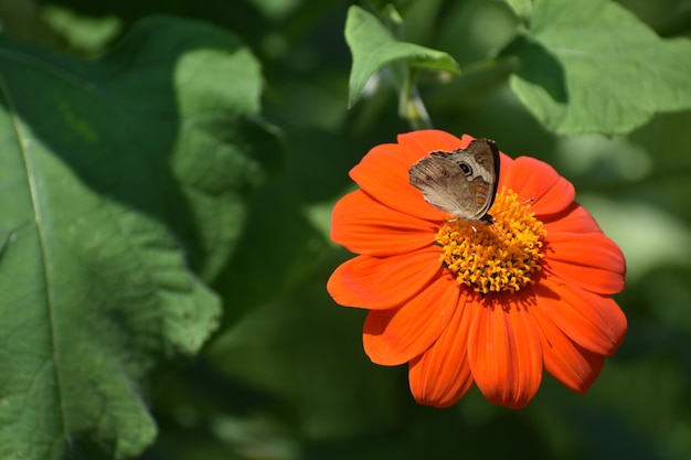 Close-up of butterfly pollinating on flower