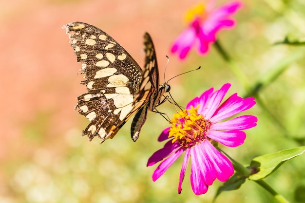 Close-up of butterfly pollinating on flower
