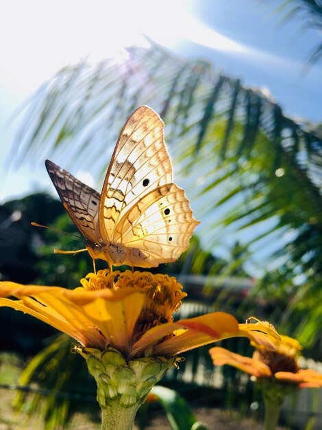 Foto prossimo piano di una farfalla che impollina un fiore