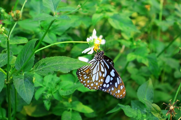 Close-up of butterfly pollinating flower