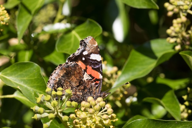 Photo close-up of butterfly pollinating flower