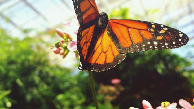 Close-up of butterfly pollinating on flower