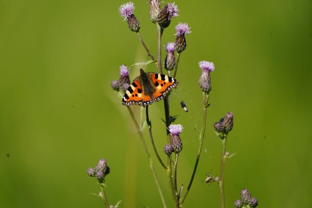 Close-up of butterfly pollinating on flower