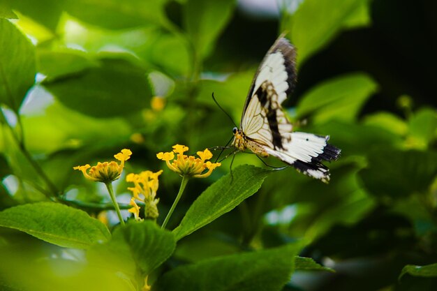 Close-up of butterfly pollinating on flower