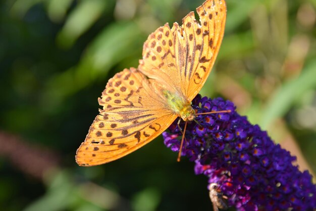 Foto prossimo piano di una farfalla che impollina un fiore