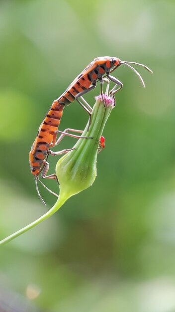 Foto prossimo piano di una farfalla che impollina un fiore