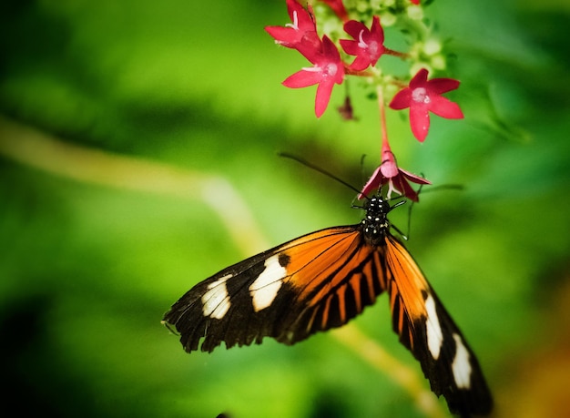 Close-up of butterfly pollinating on flower