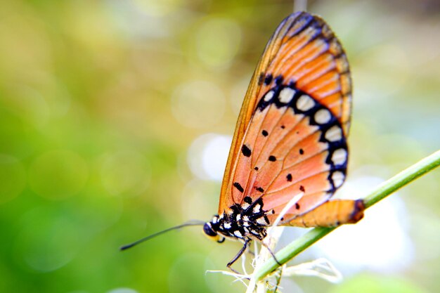 Close-up of butterfly pollinating flower