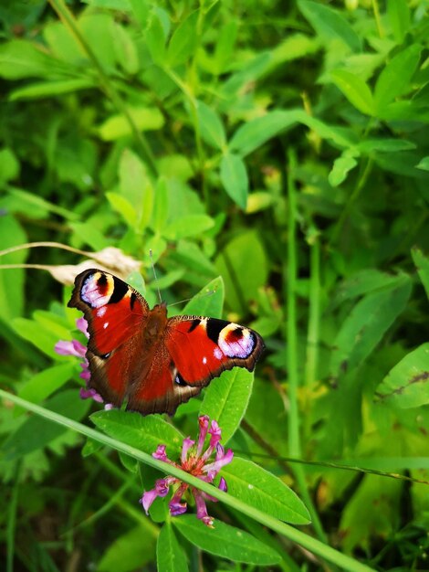 Close-up of butterfly pollinating on flower