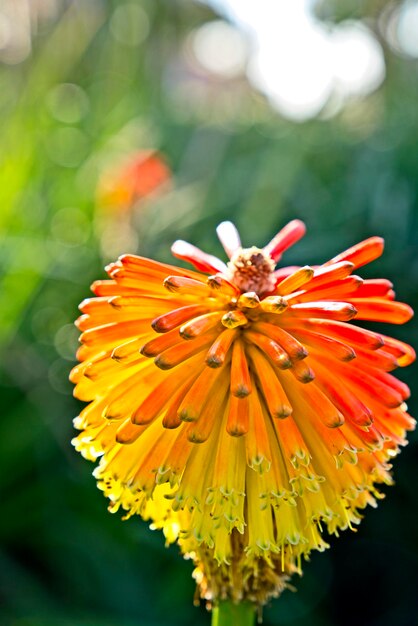 Close-up of butterfly pollinating on flower