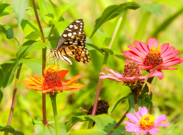 Close-up of butterfly pollinating on flower