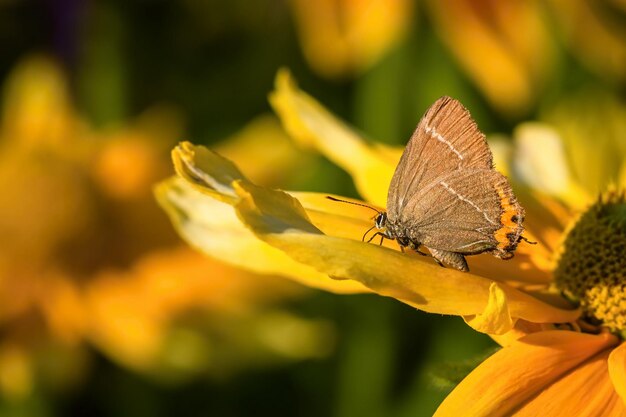 Close-up of butterfly pollinating on flower