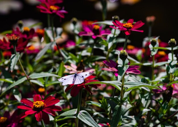 Photo close-up of butterfly pollinating on flower