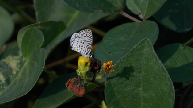 Close-up of butterfly pollinating on flower